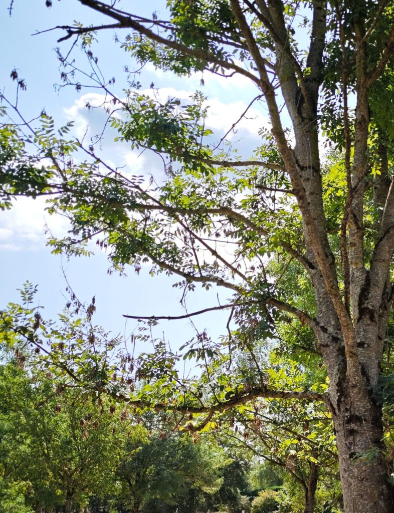 Grand arbre et façade du Moulin de Martorey, à Saint-Rémy, en ouverture du premier itinéraire.