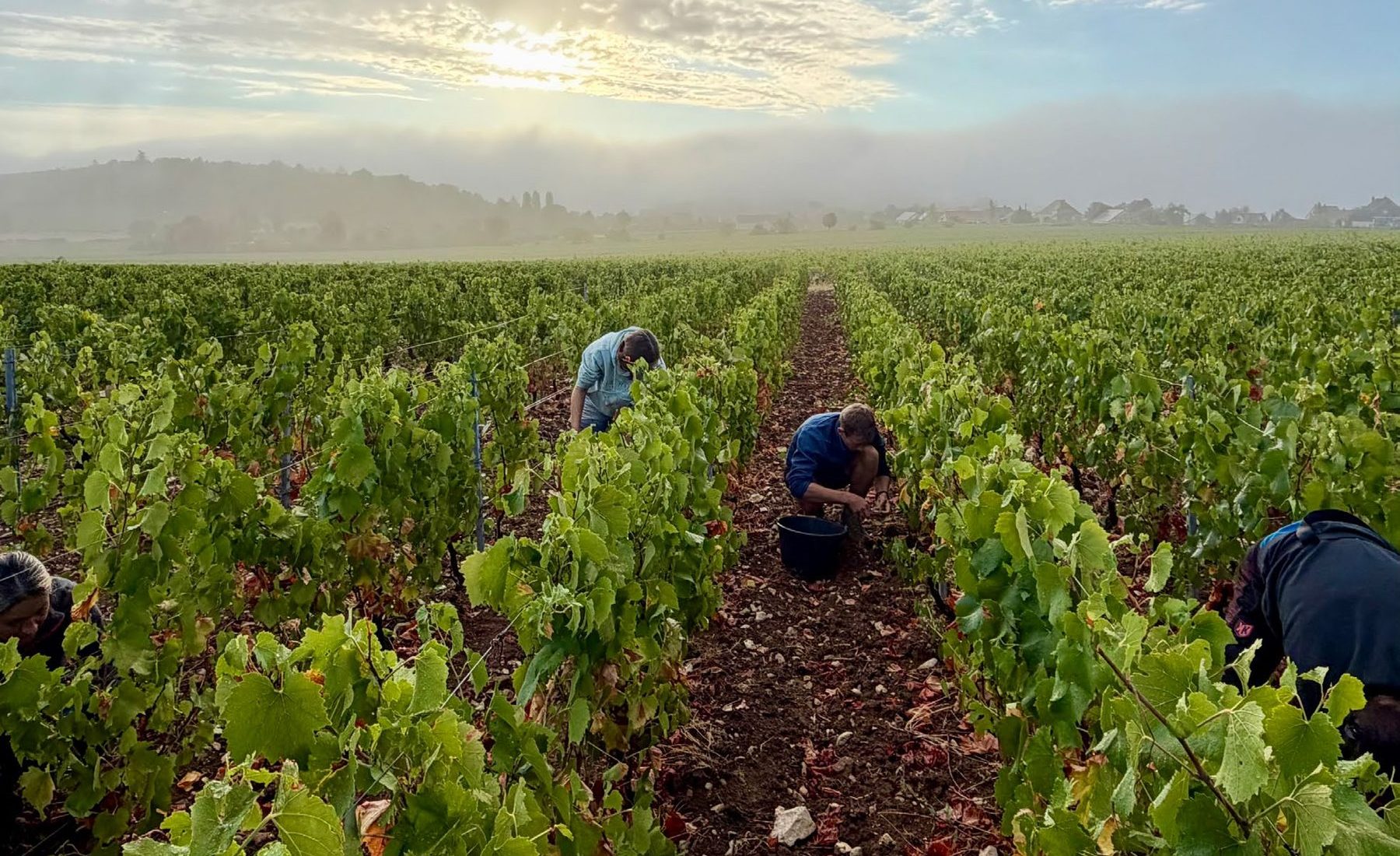 Rangs de vigne à l’aube en Côte Chalonnaise, vendangeurs au travail dans la brume.