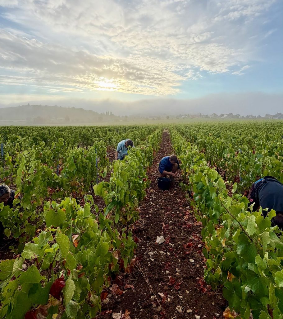 Rangs de vigne à l’aube en Côte Chalonnaise, vendangeurs au travail dans la brume.